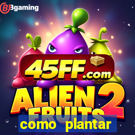 como plantar gergelim no vaso